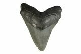 Fossil Megalodon Tooth - South Carolina #239766-1